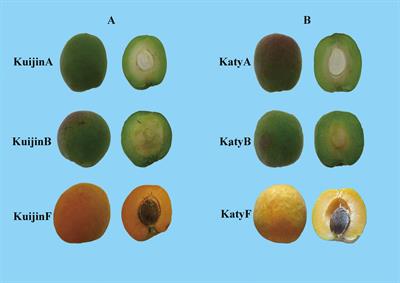 Transcriptome and metabolome analysis of flavonol synthesis in apricot fruits